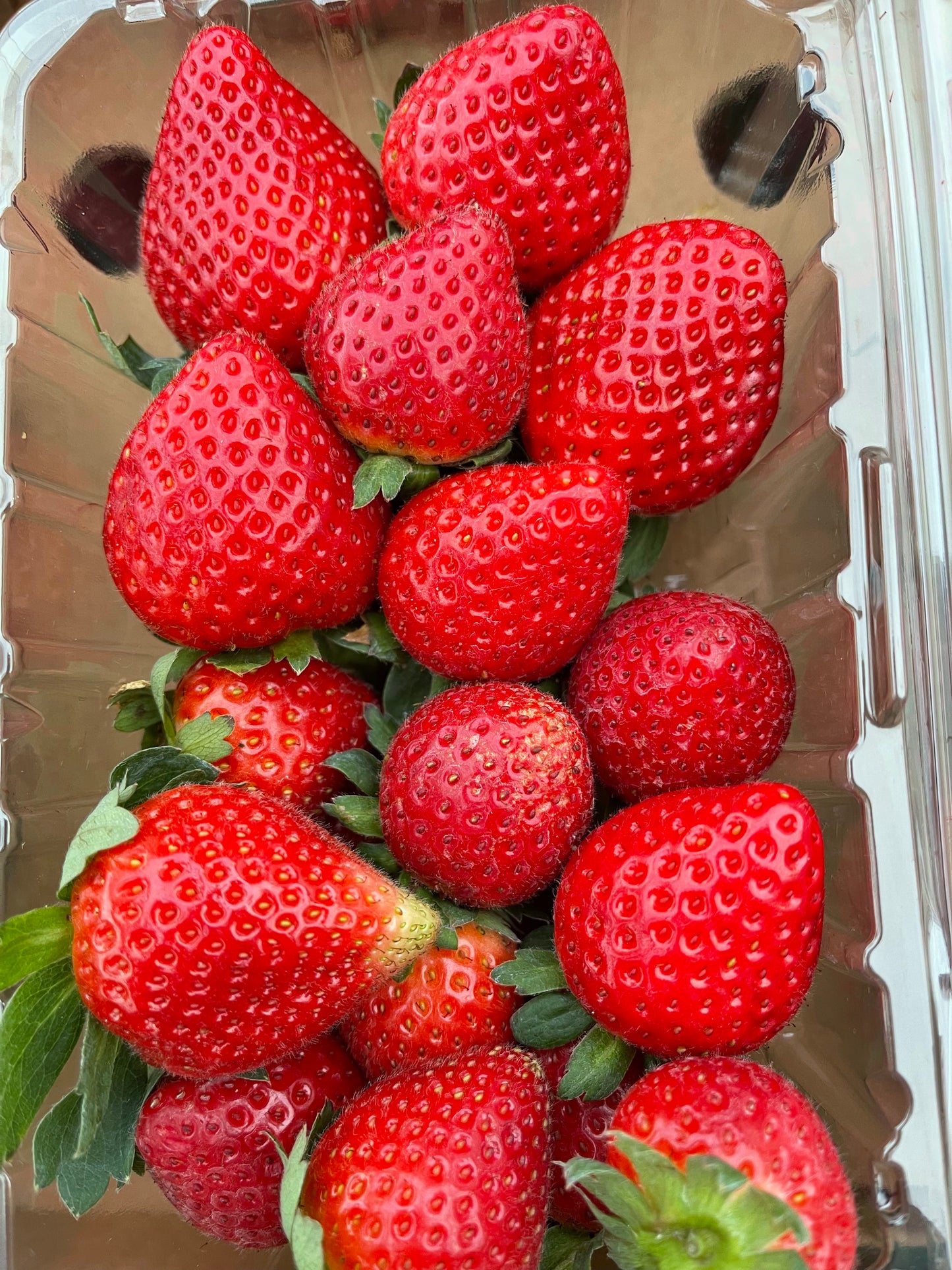 Send a Gift! Mixed Produce Boxes Delivered to a friend or family member! (WILL BE DELIVERED NEXT DELIVERY DAY)