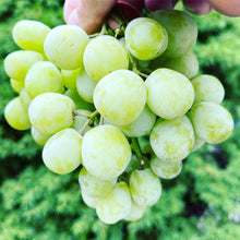 Load image into Gallery viewer, Send a Gift! Mixed Produce Boxes Delivered to a friend or family member! (WILL BE DELIVERED NEXT DELIVERY DAY)