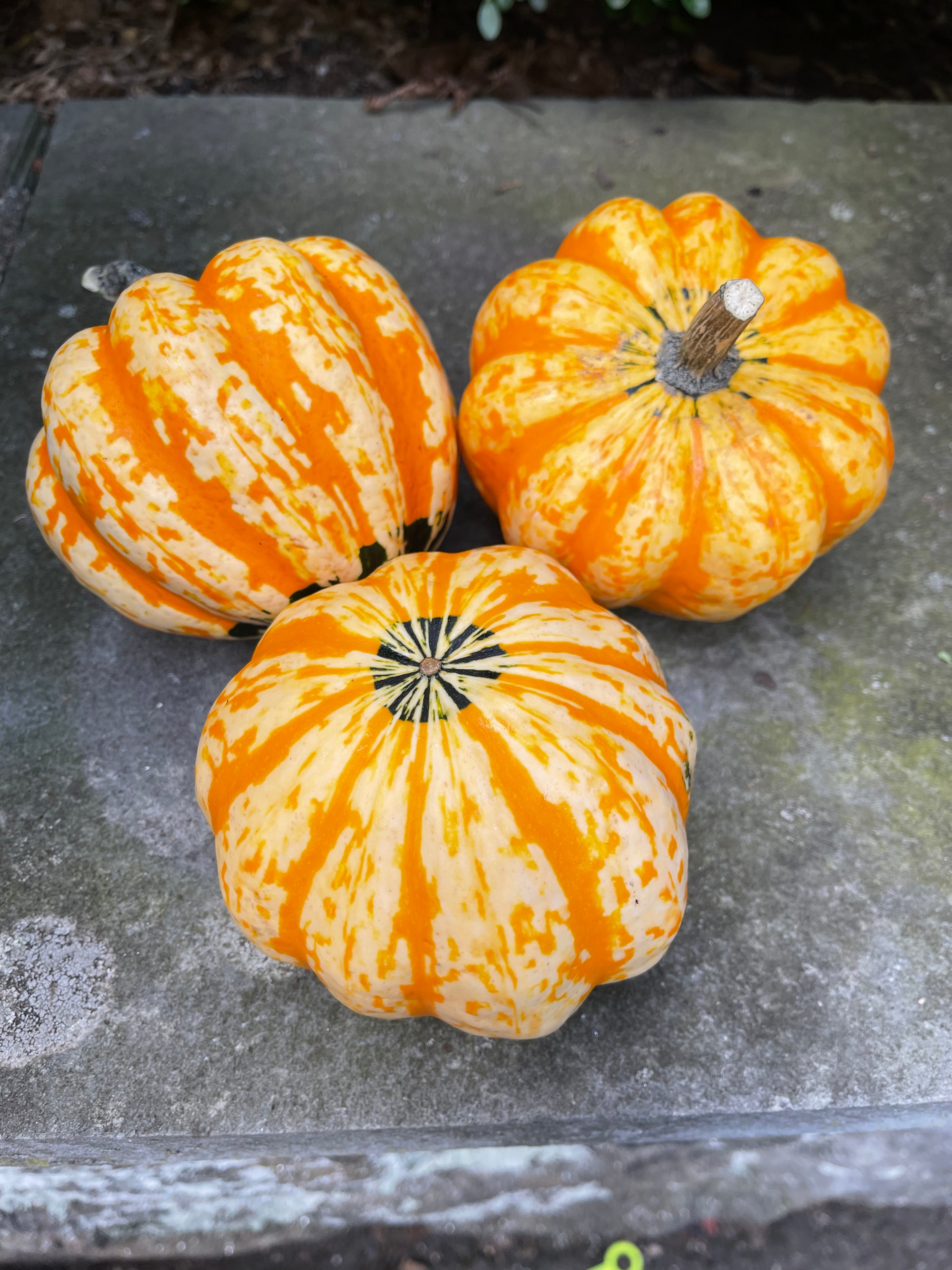 Carnival Squash recipe! – Westchester Produce