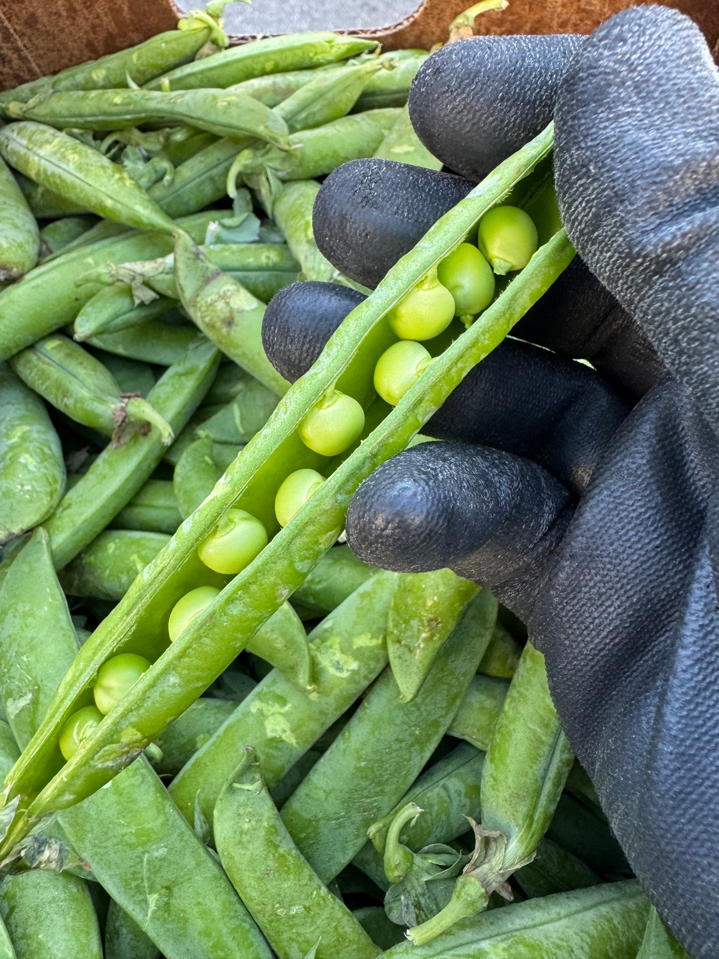 Bag of FreshEnglish Peas [ADD ON ONLY]