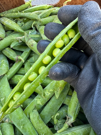 Bag of FreshEnglish Peas [ADD ON ONLY]