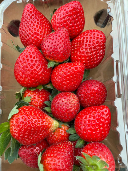 Send a Gift! Mixed Produce Boxes Delivered to a friend or family member! (WILL BE DELIVERED NEXT DELIVERY DAY)