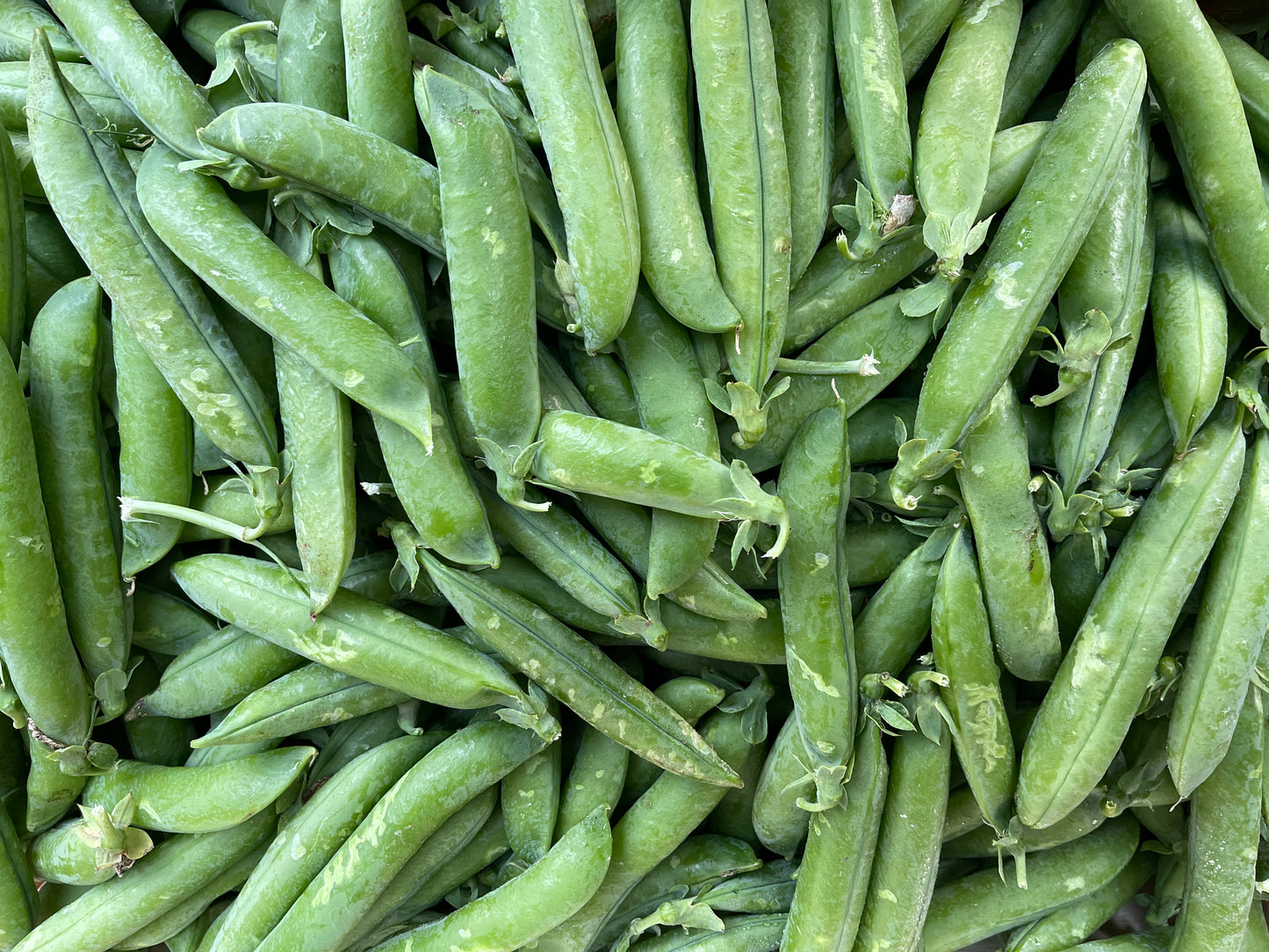 Bag of FreshEnglish Peas [ADD ON ONLY]