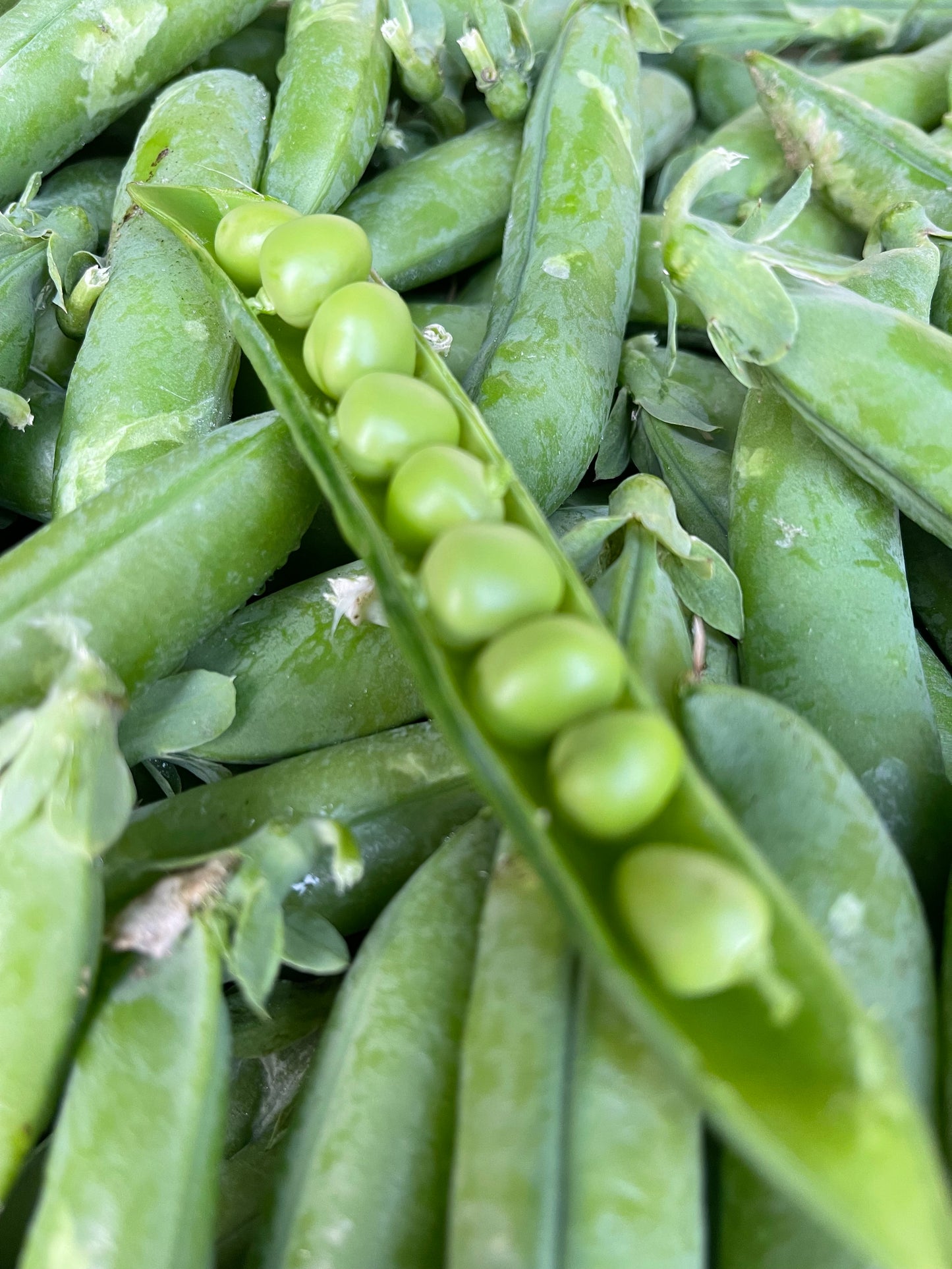 Bag of FreshEnglish Peas [ADD ON ONLY]